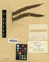Type of Dryopteris esquirolii Christ [family PTERIDOPHYTA]