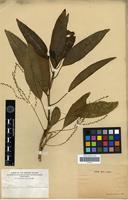 Neotype of Charpentiera elliptica (Hillebr.) Heller [family AMARANTHACEAE]