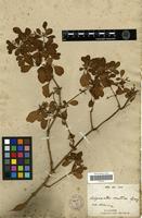 Type of Achyranthes mutica Gray [family AMARANTHACEAE]