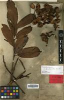 Isotype of Cupaniopsis crassivalvis Radlk. [family SAPINDACEAE]