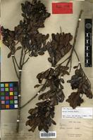 Isolectotype of Guioa crenata Radlk. [family SAPINDACEAE]