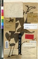 Holotype of Cupaniopsis godefroyi Guillaumin [family SAPINDACEAE]