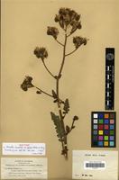 Isotype of Phacelia crenulata Torr. ex S.Watson var. funerea J.W.Voss ex Munz [family HYDROPHYLLACEAE]