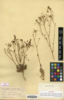 Isosyntype of Gilia cana (M.E.Jones) A.Heller subsp. triceps (Brand) A.D.Grant & V.E.Grant [family POLEMONIACEAE]