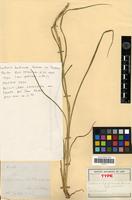 Type of Setaria barbinodis Herrm. [family POACEAE]