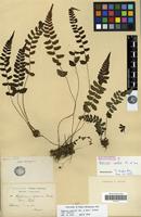 Lectotype of Asplenium conilii Franch. & Sav. [family PTERIDOPHYTA]