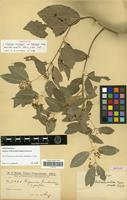 Isotype of Hippocratea grisebachii Loes. var. parvifolia Hassl. & Chodat [family HIPPOCRATEACEAE]