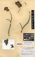 Isotype of Euphorbia coalcomanensis (Croizat) V.W.Steinm. [family EUPHORBIACEAE]