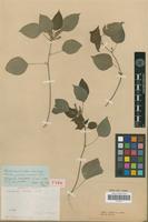 Type of Acalypha setosa A.Rich. [family EUPHORBIACEAE]