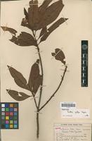 Isotype of Pouteria pullei Eyma [family SAPOTACEAE]