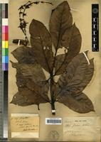 Type? of Colea fusca H. Perrier [family BIGNONIACEAE]