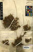 Syntype of Acantholimon avenaceum Bunge [family PLUMBAGINACEAE]