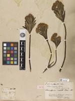 Isotype of Diplostephium rupestre (Kunth) Wedd. [family ASTERACEAE]