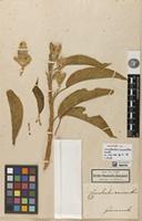 Holotype of Convolvulus macranthus Kunth [family CONVOLVULACEAE]