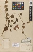 Holotype of Convolvulus suffultus Kunth [family CONVOLVULACEAE]