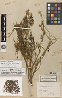 Holotype of Acacia caduca Humb. & Bonpl. ex Willd. [family FABACEAE]