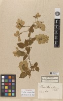 Holotype of Urvillea ulmacea Kunth [family SAPINDACEAE]