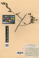 Isotype of Conyza glabra Willd. [family ASTERACEAE]