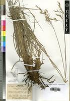 Isotype of Bromus densus Swallen [family POACEAE]