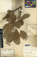 Syntype of Ficus subpisocarpa Gagnep. [family MORACEAE]