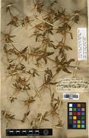 Syntype of Centaurea hyalolepis Boiss. [family ASTERACEAE]