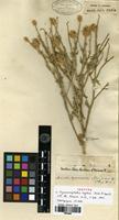 Holotype of Hymenocephalus rigidus Jaub. & Spach [family ASTERACEAE]