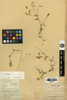 Isotype of Vicia microphylla d'Urv. [family FABACEAE]