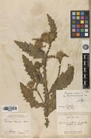 Type of Carduus crispus L. subsp. kumaunensis Arènes [family ASTERACEAE]