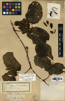 Isotype of Mucuna macrophylla Miq. [family FABACEAE]