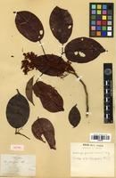 Isotype of Dalbergia championii Thwaites [family FABACEAE]
