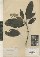 Isotype of Polyosma linearibractea Merr. [family ESCALLONIACEAE]