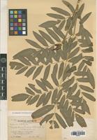 Isotype of Osmunda lancea Thunb. var. latipinnula Tagawa [family PTERIDOPHYTA]