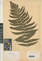 Isotype of Dryopteris commixta Tagawa [family PTERIDOPHYTA]