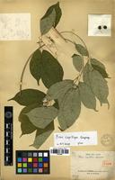 Type of Ficus capillipes Gagnep. [family MORACEAE]