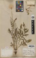 Type of Echinops dahuricus Fisch. ex DC. [family ASTERACEAE]