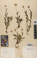 Syntype of Aster colchicus Albov [family ASTERACEAE]