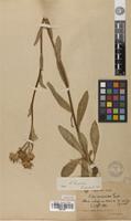 Isotype of Aster senecioides Franch. [family ASTERACEAE]