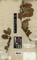 Syntype of Gaultheria leschenaultii DC. [family ERICACEAE]