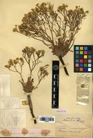Holotype of Statice lacostei Danguy [family PLUMBAGINACEAE]