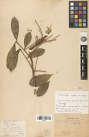 Lectotype of Zanthoxylum cubense P.Wilson [family RUTACEAE]