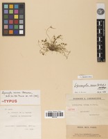 Isotype of Lipocarpha minima Cherm. [family CYPERACEAE]