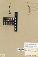 Isotype of Wurmbea pygmaea (Endl.) Benth. [family LILIACEAE]