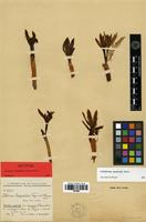 Isotype of Colchicum halophilum Freyn & Bornm. [family LILIACEAE]