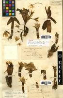 Syntype of Colchicum brachyphyllum Boiss. & Haussk. [family LILIACEAE]
