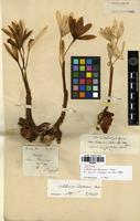 Syntype of Colchicum decaisnei Boiss. [family LILIACEAE]