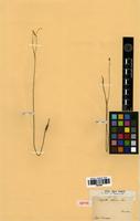 Isotype of Polygala setacea Michx. [family POLYGALACEAE]