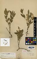 Isotype of Polygala fallax Chodat [family POLYGALACEAE]