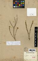Isolectotype of Polygala stricta A.St.-Hil. [family POLYGALACEAE]