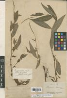 Type of Polygonum myosurus Franch. [family POLYGONACEAE]