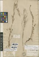 Syntype of Rumex acetoselloides Balansa [family POLYGONACEAE]